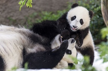 Estados Unidos devuelve a China pandas gigantes convertidos en sensación