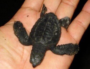 Ambientalistas piden apoyo para la conservación de las tortugas