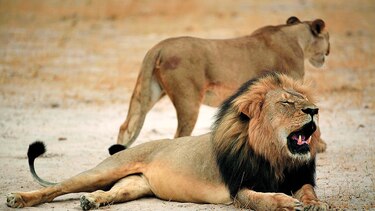Ultiman a hijo del león Cecil