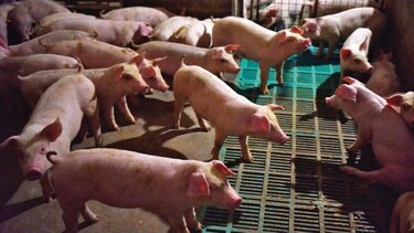 Brote de gripe porcina gana terreno en China