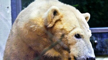 Propondrán parque en Alaska