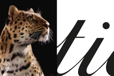 Cartier celebra a su ícono felino