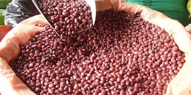 IMA destina $1.9 millones para compra de frijol chiricano y otros productos