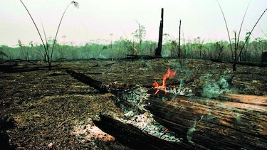 La obligación de proteger el ambiente