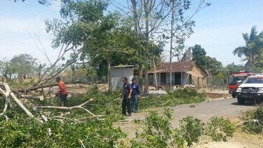 Fuertes vientos causan caída de árboles en Los Santos