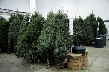 Alcaldía de Panamá regulará venta de arbolitos de Navidad