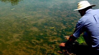 Ganaderos santeños reportan presencia de algas en el río Estivaná