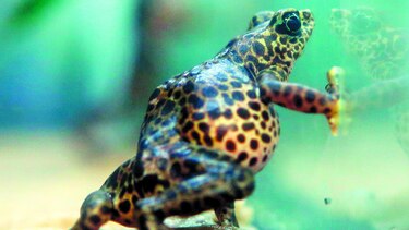 Rescate de anfibios