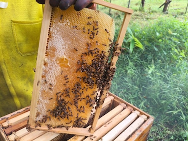 15,529 colmenas generan récord de miel en 2025