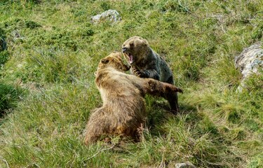 Japón registra un incremento de ataques de oso sin precedentes