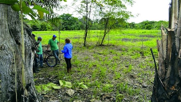 Precaristas invaden viejas fincas bananeras