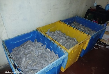 Operación Holoturias desmantela red de tráfico de pepinos de mar en Panamá