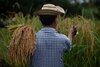 El arroz para los panameños