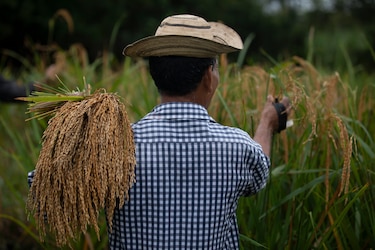 Pagos a tiempo garantizarían mayor producción de arroz 