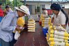 Le inyectan $22.1 millones al presupuesto del IMA para que compre 500 mil quintales de arroz y alimentos 