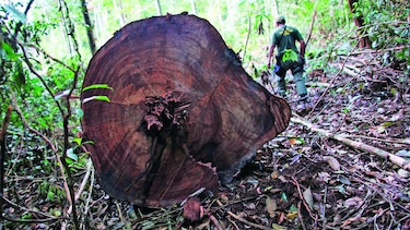 Reducen extensión de reserva forestal