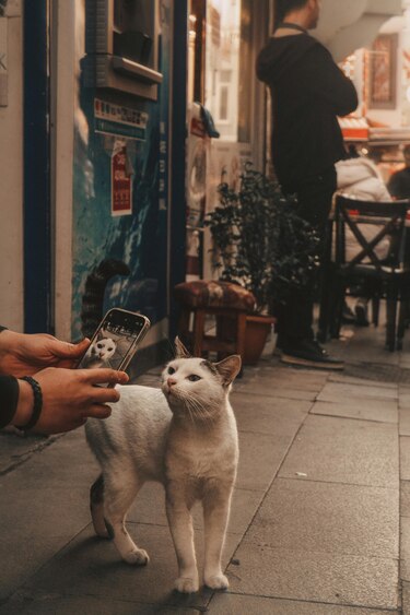 ‘Petfluencers’: los animales triunfan en redes sociales