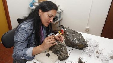 Científicos buscan resucitar la flora del bosque fósil istmeño