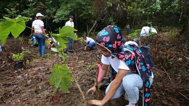 El sábado 24 de junio será el III Día Nacional de Reforestación