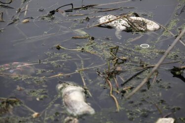 Hallan virus porcino en aguas de río de Shanghai con mil 200 cerdos muertos