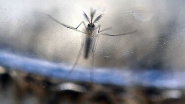 Minsa confirma que hay siete nuevos casos de virus del zika