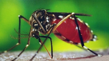 Suman 51 los casos por dengue en San Miguelito en lo que va de 2015