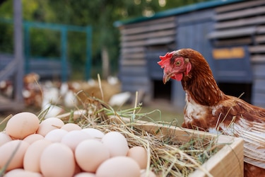 Panamá es quinto en consumo de pollo, pero decimotercero en producción