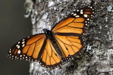 México advirte reducción de las hectáreas ocupadas por la mariposa monarca