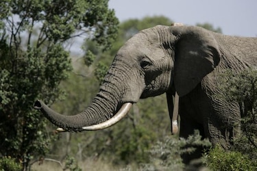 Decomisan 118 colmillos de elefante en Camerún