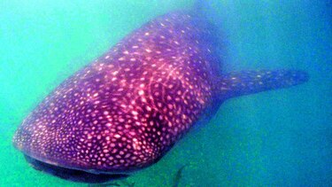 Misterios del tiburón ballena