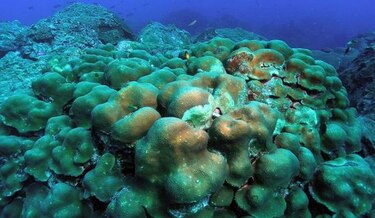 Algunos corales en el Caribe podrán sobrevivir al cambio climático