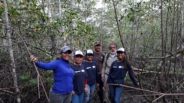 Reforestan área de manglares en la bahía de Chame
