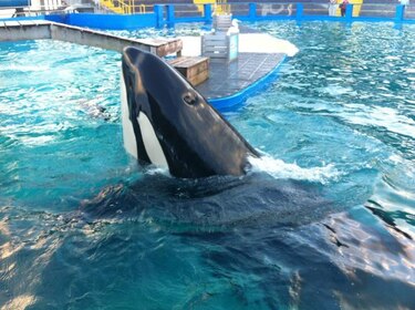 EU estudia incluir a la orca 'Lolita' en la lista de animales protegidos