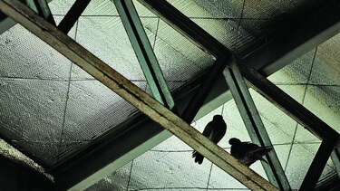 Escuelas serán intervenidas por contaminación de aves