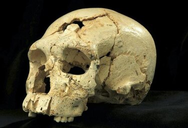 Neanderthal evolucionó gradualmente muestra hallazgo en Atapuerca