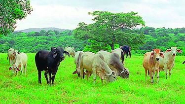 Trazan hoja de ruta sanitaria
