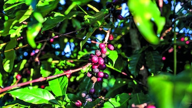 Garantizan suministro de café