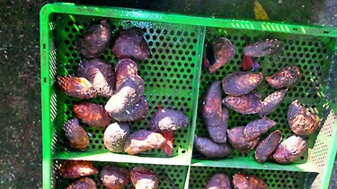 Arap entrega semillas de ostras para cultivo y comercialización