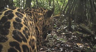 Estudian al jaguar en el Chagres, Darién y Mamoní