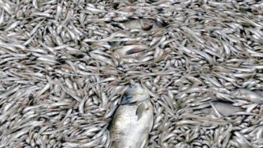 Sobrepesca y microplásticos son un desafío para el mundo