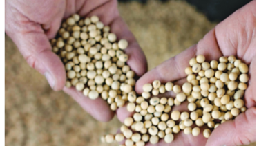 Argentina teme daño colateral por brote de fiebre porcina