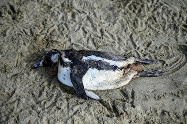 El pingüino de Humboldt, ‘en peligro’ en Chile