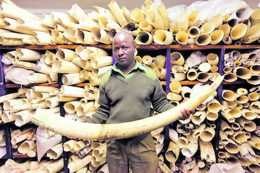 Uganda confisca tonelada de marfil ilegal; tres arrestados