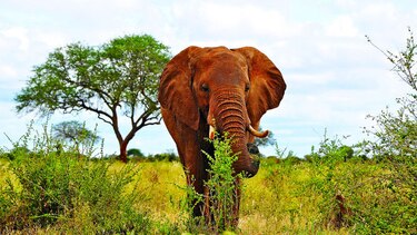 El peligro de los safaris turísticos