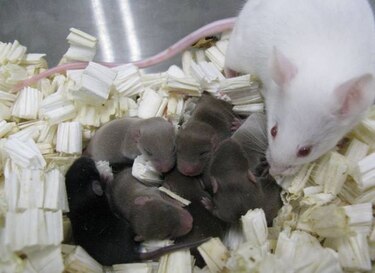 Tras 9 meses en el espacio, esperma produce ratones sanos