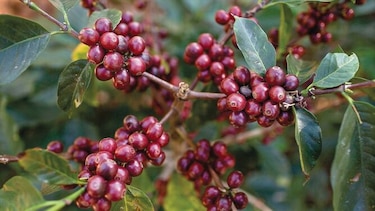 Geisha de Elida Estate cosecha otro récord