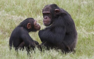 Indultan a chimpancés que atacaron a estadounidense en Sudáfrica