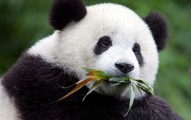 Muere un quinto panda en China