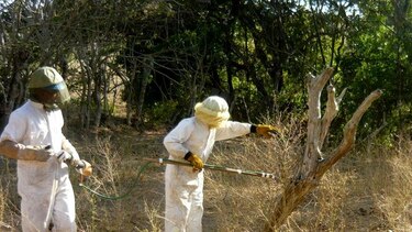 Reportan proliferación de abejas africanizadas en Los Santos