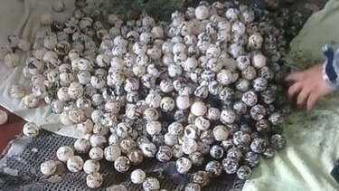 Decomisan unos 4 mil 500 huevos de tortugas en Los Santos